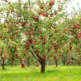 Apple Tree - Worcester Pearmain (Malus domestica 'Worcester Pearmain') 3